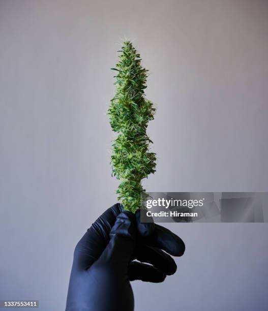 aufnahme einer nicht wiederzuerkennbaren person, die handschuhe trägt und eine cannabispflanze hält - cannabis plant stock-fotos und bilder