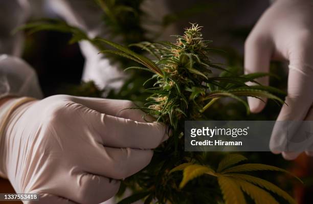 shot of an unrecognisable person wearing gloves and cutting a cannabis plant with shearers - cannabis cultivated for hemp stock pictures, royalty-free photos & images