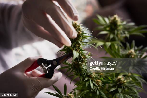 scatto di una persona irriconoscibile che indossa guanti e taglia una pianta di cannabis con tagliatrici - canapa foto e immagini stock