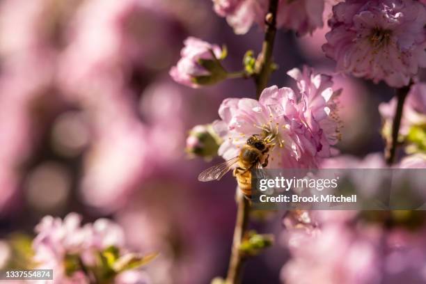 Spring flowers in bloom at the Royal Botanical Gardens on September 01, 2021 in Sydney, Australia. 1 September marks the first day of spring in...