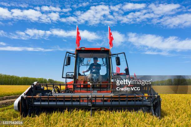 Combine harvesters work at a paddy field on August 29, 2021 in Jiamusi, Heilongjiang Province of China.