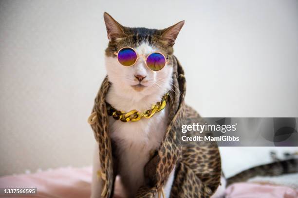 the cat is wearing a coat and sunglasses - cat with collar fotografías e imágenes de stock