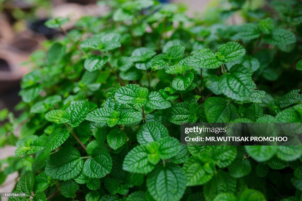 Mint leaves.