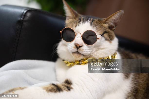 cat is wearing sunglasses - cat attitude stock pictures, royalty-free photos & images