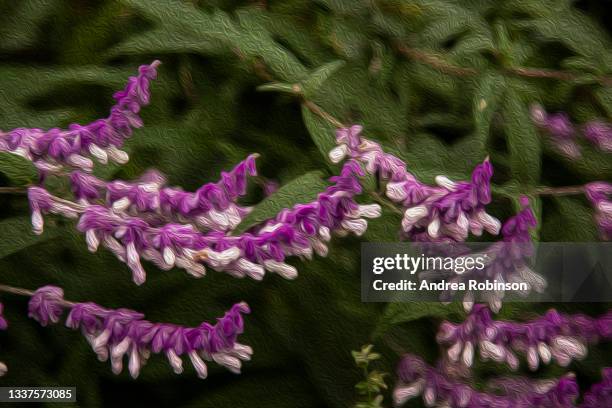 an artistic oil painting rendition of a close up of a  close up of the purple and white flowers of salvia leucantha, mexican sage in full bloom growing in a garden. background is blurred with focus on the foreground flowers. - mexican bush sage stockfoto's en -beelden