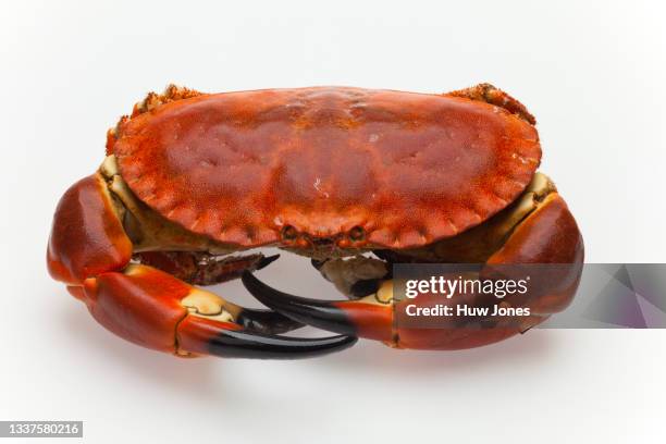 whole crab isolated on a white background - muschel freisteller stock-fotos und bilder