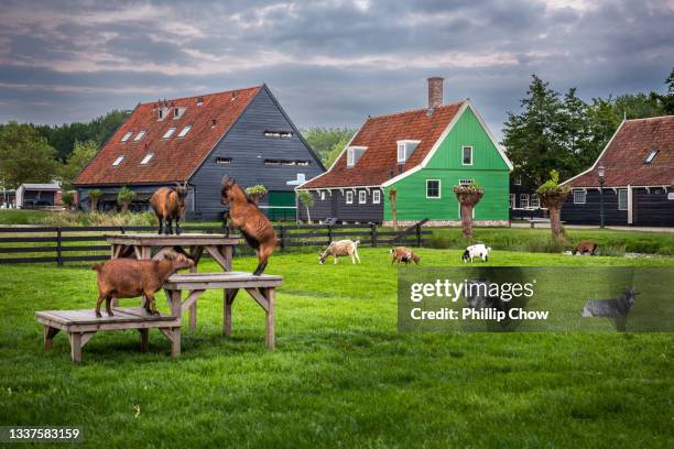 Dutch Spring Farming Dutch Farm Photos and Premium High Res Pictures - Getty Images