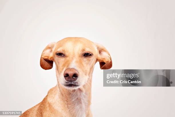 mixed breed yellow greyhound looking away - sospechoso fotografías e imágenes de stock