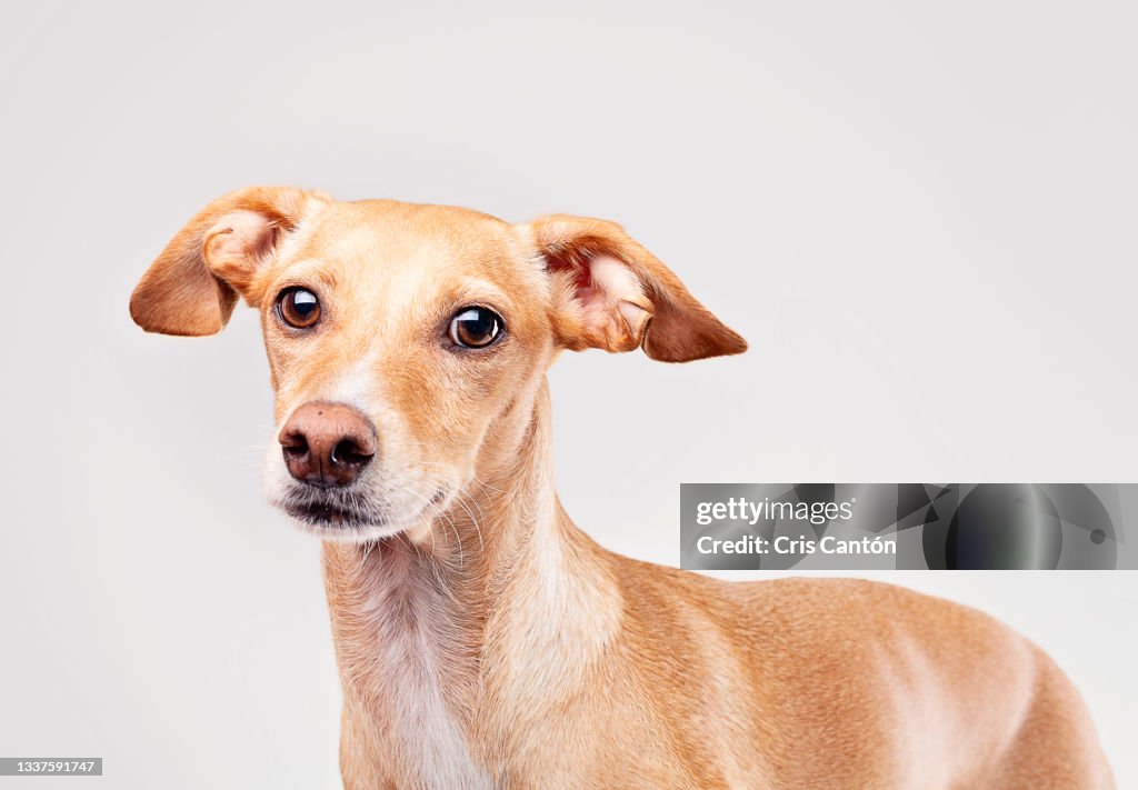 Mixed breed yellow greyhound on gray background
