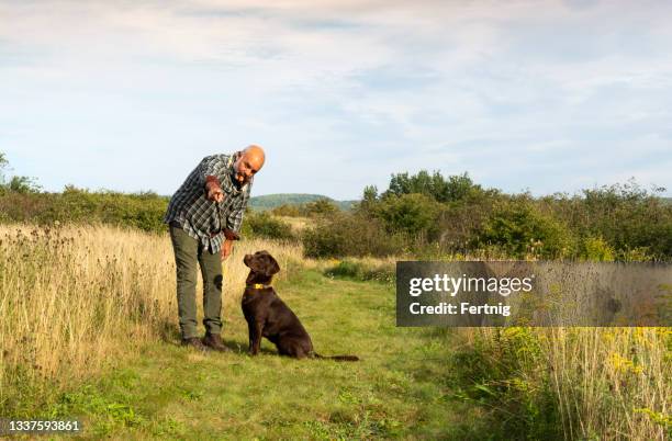 welpentraining - pfeife natur stock-fotos und bilder