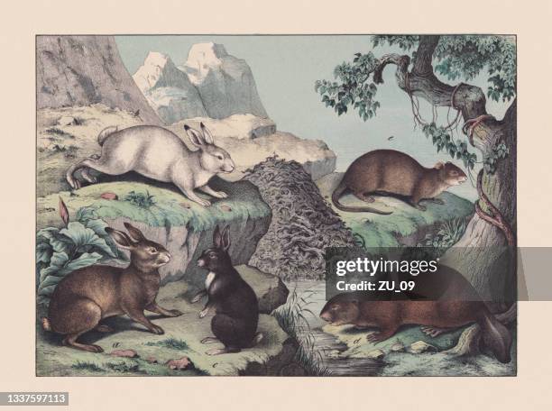 rodents, hand-colored chromolithograph, published in 1869 - chromolithograph stock illustrations