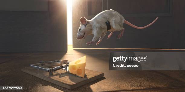 ratón blanco en arnés con auriculares que se bajan en cables hacia el queso en una ratonera - rodent fotografías e imágenes de stock