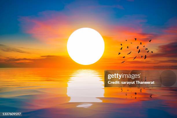 the big sun at dawn on the sea with beautiful reflections and flocks of birds in flight. - dawn beach stock pictures, royalty-free photos & images