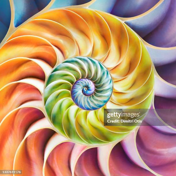 pearlescent rainbow spectrum dissected nautilus shell - fibonacci stock pictures, royalty-free photos & images