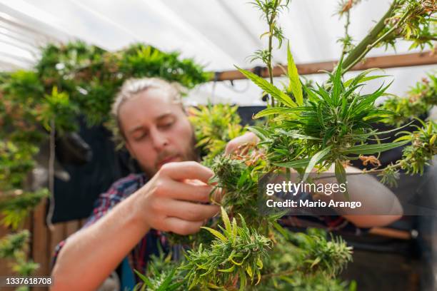 farmer businessman reviewing the state of his marijuana plants and their state and way of growing so that he can soon harvest his product for marijuana tea. - recreational use of marijuana becomes legal in nevada stockfoto's en -beelden