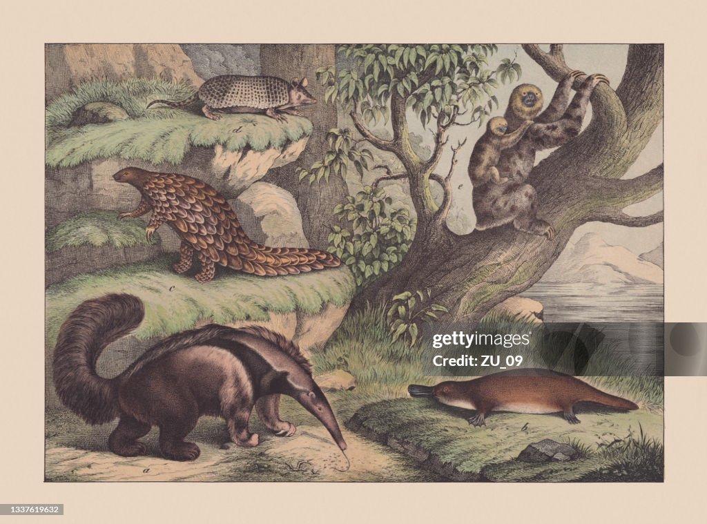 Pilosans, hand-colored chromolithograph, published in 1869
