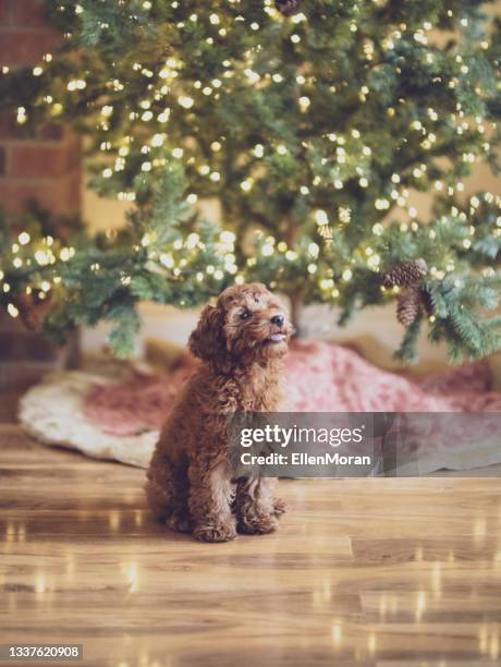 weihnachtswelpe - christmas tree dog stock-fotos und bilder