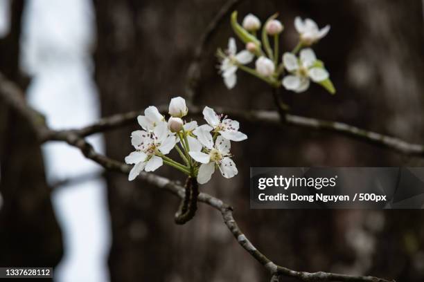 Springha 34 Nguyen Ha Dong Stock Photos, High-Res Pictures, and Images - Getty ...