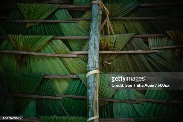full frame shot of palm tree,hmawbi,myanmar - hmawbi stock pictures, royalty-free photos & images