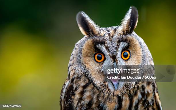 close-up portrait of burrowing owl,suffolk,united kingdom,uk - thinking outside the box englische redewendung stock-fotos und bilder