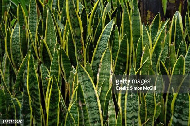 snake plant (dracaena trifasciata), also commonly known as saint george's sword, mother-in-law's tongue or viper's bowstring hemp, growing in a garden bed - dracaena stock pictures, royalty-free photos & images