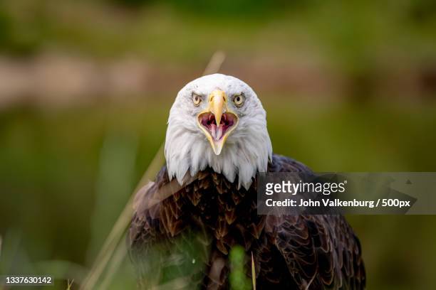 close-up of bald eagle,de valk,netherlands - zeearend stockfoto's en -beelden
