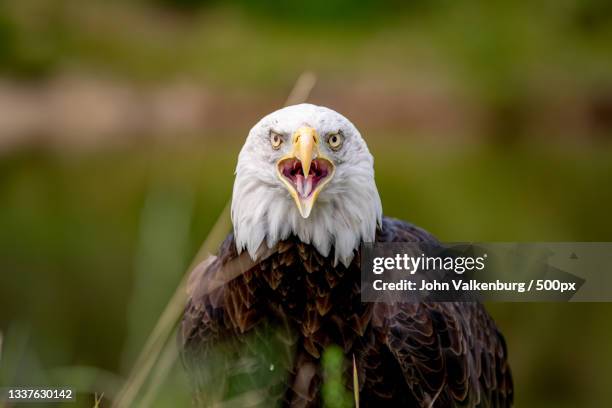 close-up of bald eagle,de valk,netherlands - bald eagle stock pictures, royalty-free photos & images