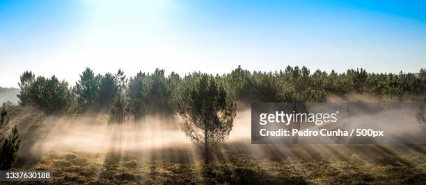 trees growing on field against sky,viana do castelo,portugal - climate solutions stock pictures, royalty-free photos & images