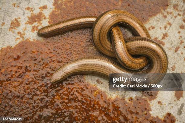 high angle view of snake on rock,oxfordshire,united kingdom,uk - thinking outside the box englische redewendung stock-fotos und bilder