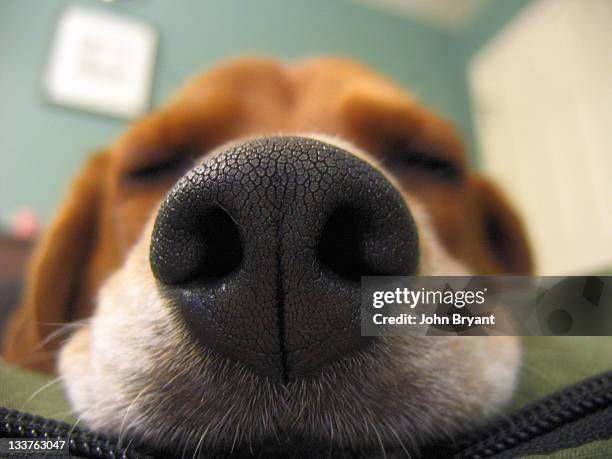 close up picture of dog nose - snout stock-fotos und bilder