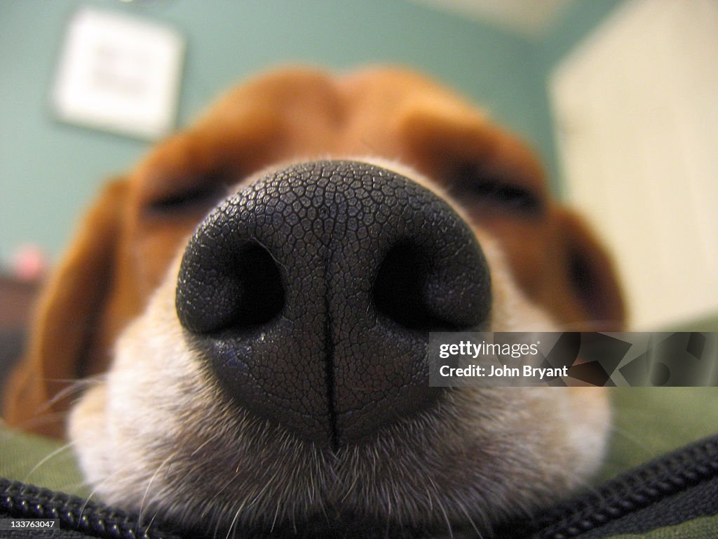 Close up picture of dog nose