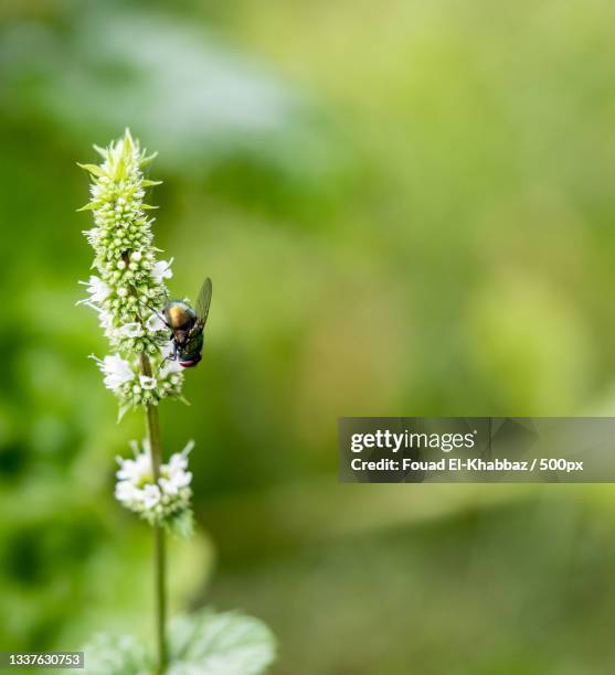 close-up of bee pollinating on flower,canada - fouad el khabbaz stockfoto's en -beelden