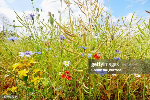 colorful wild flowers at the edge of a field against sky in summer, rural scene - biodiversity stock pictures, royalty-free photos & images