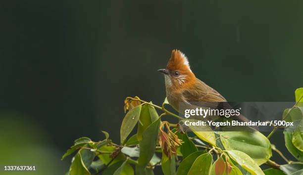 Netora Harley 21 Neora Valley National Park Stock Photos, High-Res Pictures, and ...