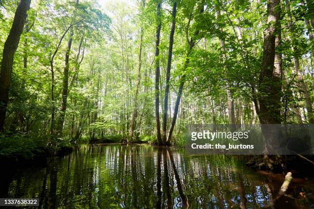 stream through green forest and nature reserve - mecklenburg vorpommern - fotografias e filmes do acervo