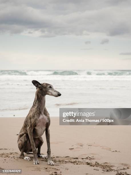 portrait of greyhound sitting on sand at beach against sky,sopelana,vizcaya,spain - greyhounds imagens e fotografias de stock