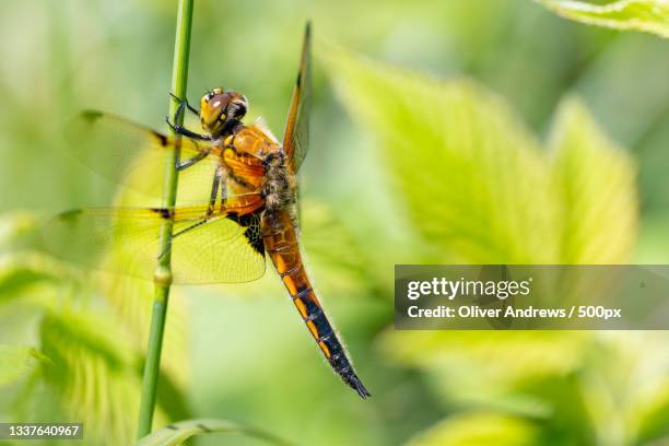 Norfolk Insects 93 Norfolk Broads Summer Stock Photos, High-Res Pictures, and Images ...
