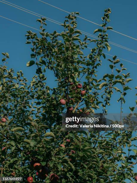 low angle view of apples growing on tree against clear blue sky,russia - nikitina stock pictures, royalty-free photos & images