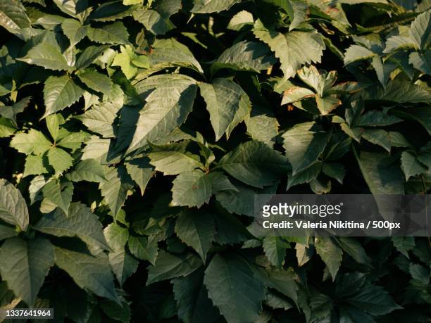 full frame shot of leaves,russia - nikitina stock pictures, royalty-free photos & images