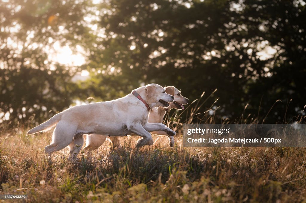 Side view of purebred labrador retriever running on grassy field,Cieszyno,Poland