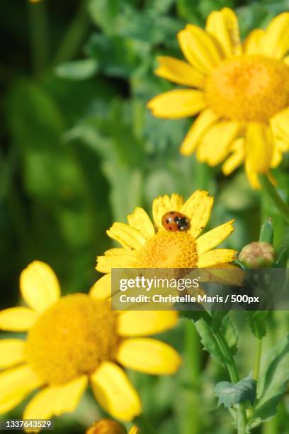 close-up of bee pollinating on yellow flower,liverpool,united kingdom,uk - liverpool beatles stock pictures, royalty-free photos & images