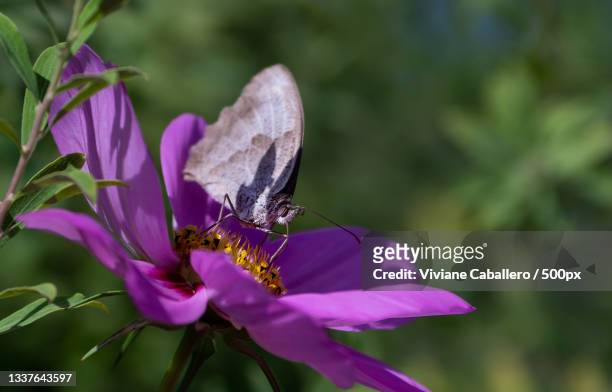 close-up of butterfly pollinating on purple flower - viviane caballero foto e immagini stock