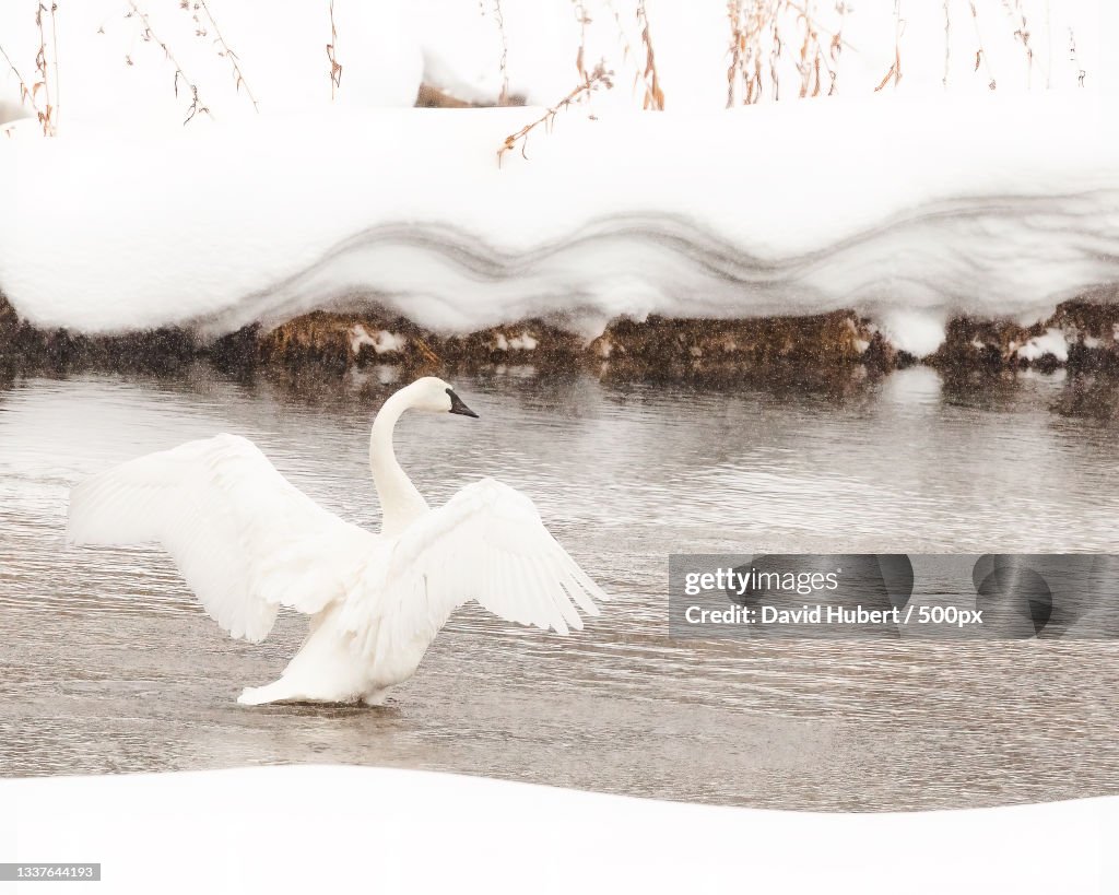 High angle view of mute swan swimming in lake,Yellowstone National Park,Wyoming,United States,USA