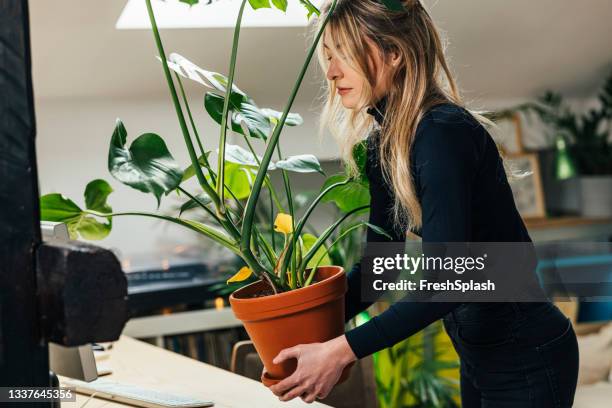 beautiful female taking care of her big potted plant at home - carrying pot plant stock pictures, royalty-free photos & images