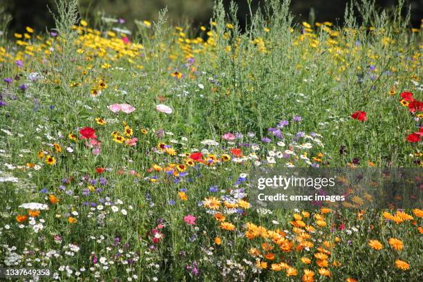 wildflowers - fiore di campo foto e immagini stock