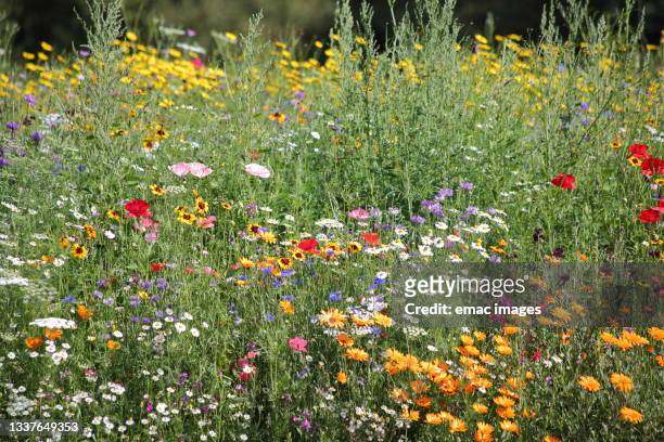 wildflowers - wildflower meadow stock pictures, royalty-free photos & images
