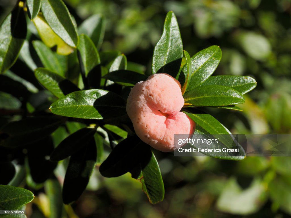 Exobasidium rhododendri (Leaf Gall) on a Rhododendron Plant near Passo del Lucomagno or Cuolm Lucmagn, (Lukmanier Pass)