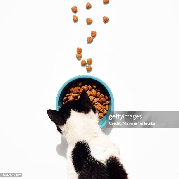 top view of how the cat eats food from a bowl. - black and white cat foto e immagini stock
