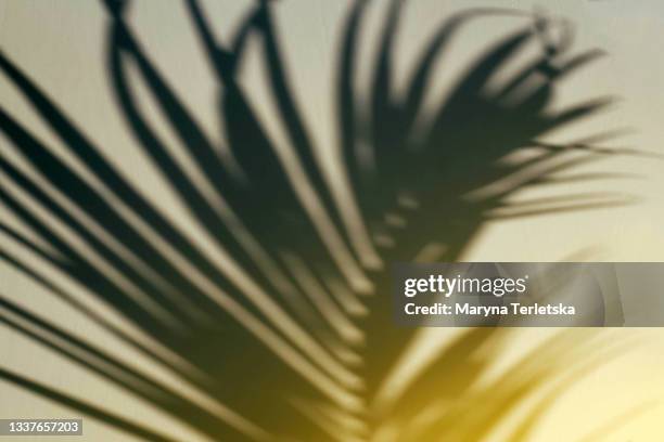 shadow of a palm tree branch on a yellow background. - sand plants stockfoto's en -beelden