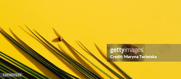 ladybug with a branch of a palm tree on a yellow background. - dark botanical fauna stockfoto's en -beelden